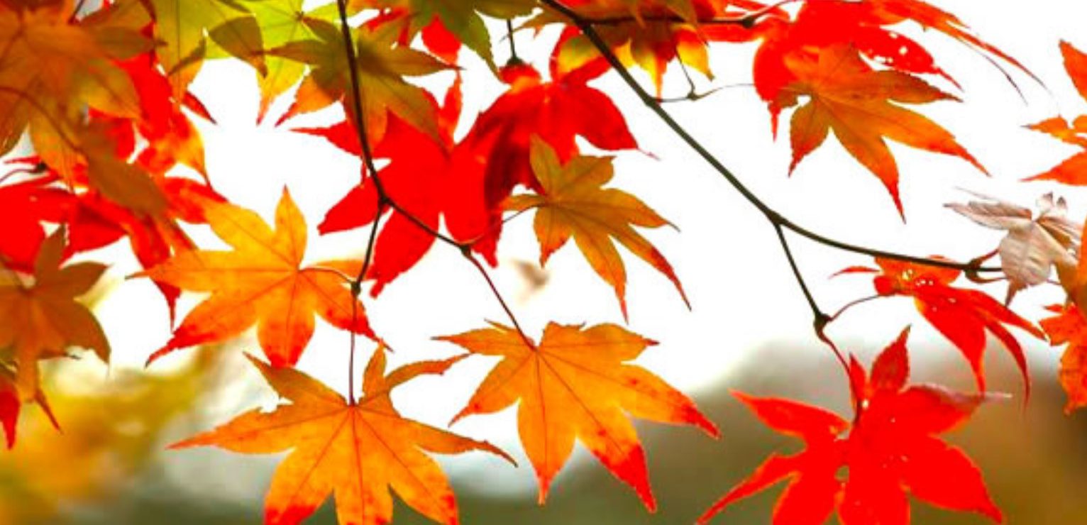 a picture of fall leaves which can clog gutters