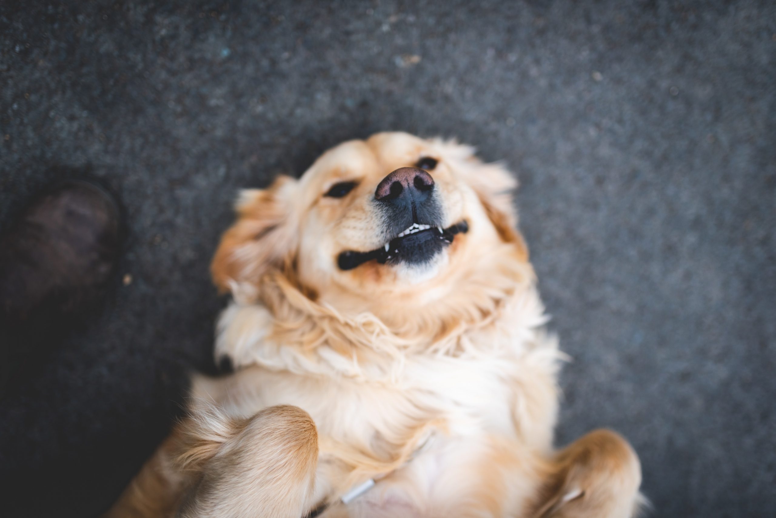 happy emotional support dog