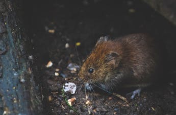 Close-up of a bank vole exploring forest floor, showcasing its natural habitat.